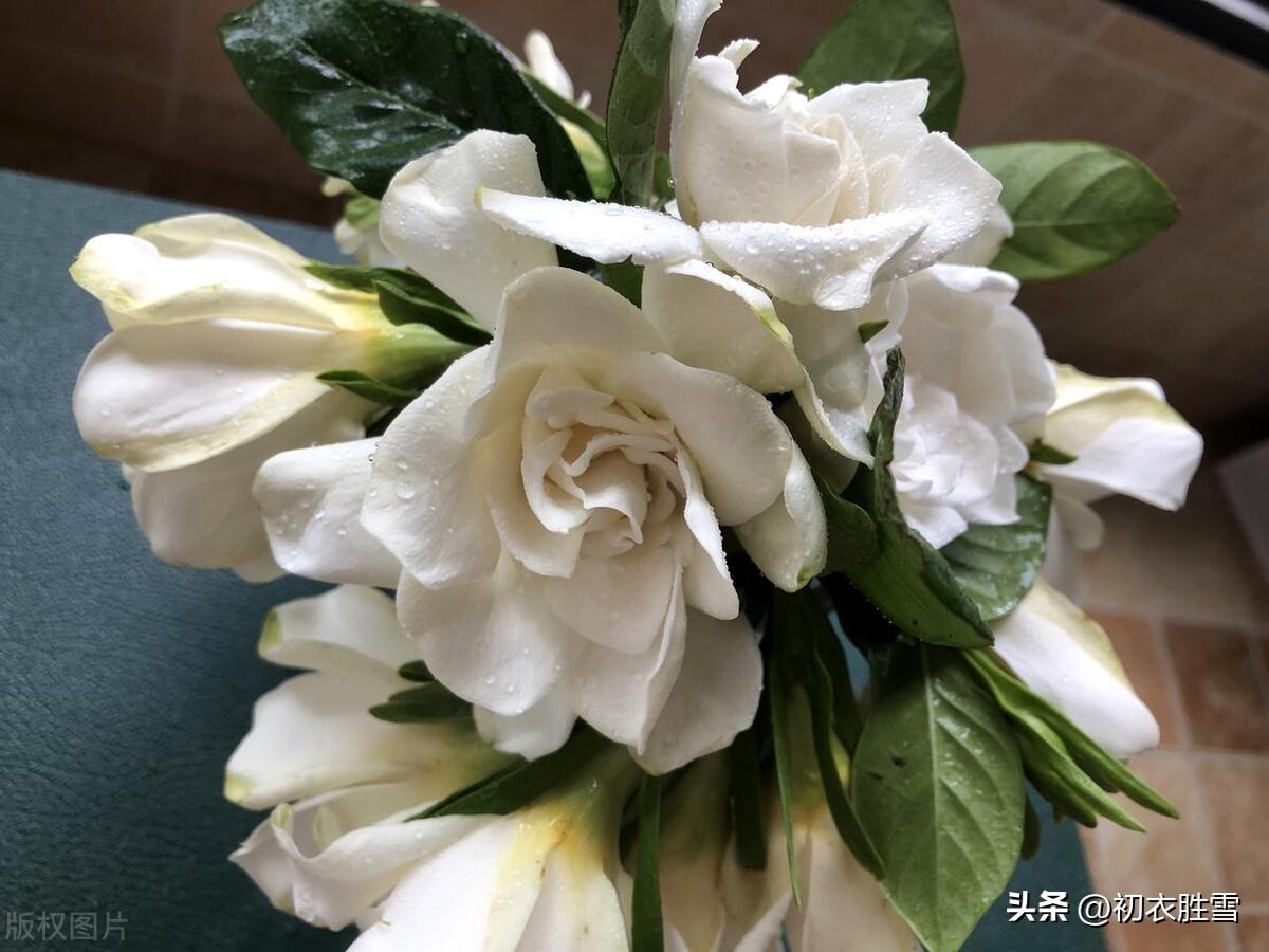 夏花栀子优美诗词六首（五月六花开白雪，栀子同心好赠人）