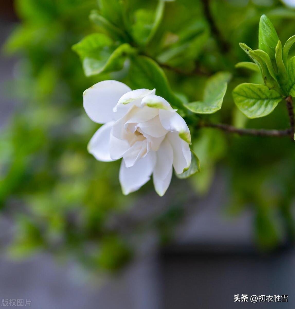 夏花栀子优美诗词六首（五月六花开白雪，栀子同心好赠人）