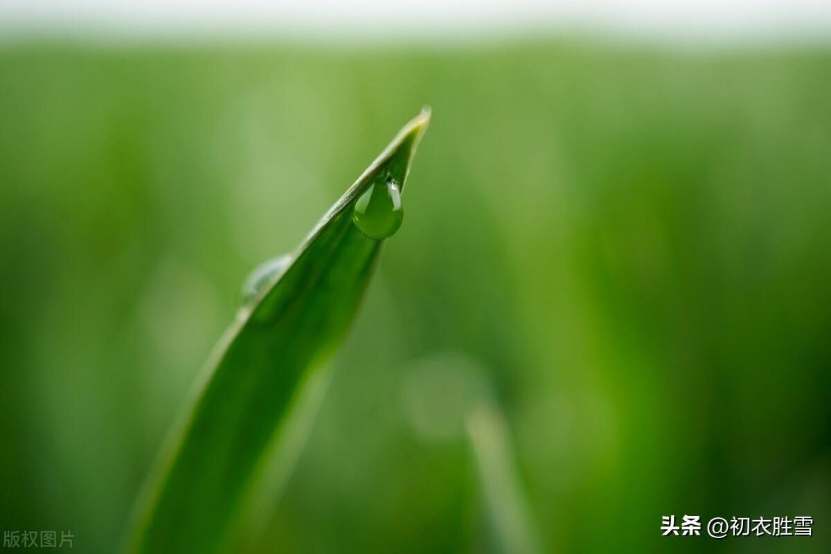 谷雨经典诗词大全（谷雨牡丹诗六首推荐）