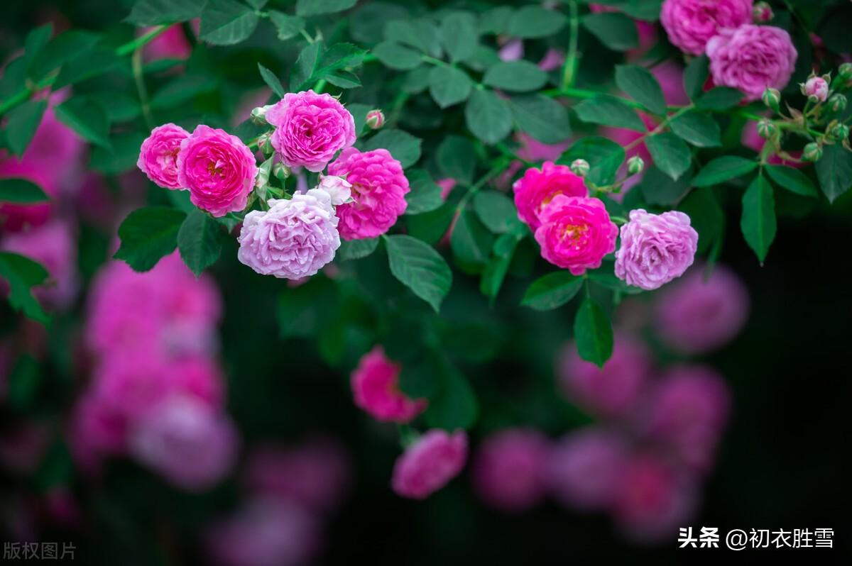 风雨蔷薇，坚韧大气（蔷薇优美古诗词三首）