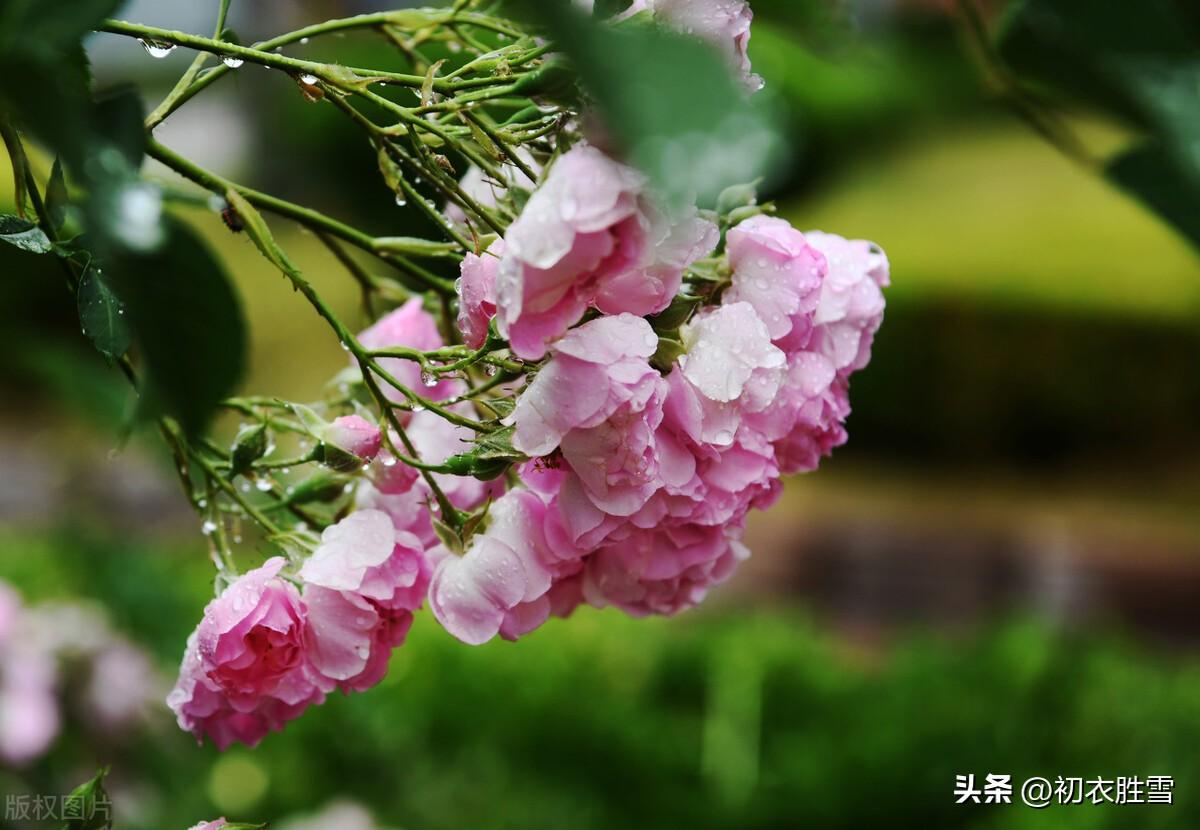 风雨蔷薇，坚韧大气（蔷薇优美古诗词三首）