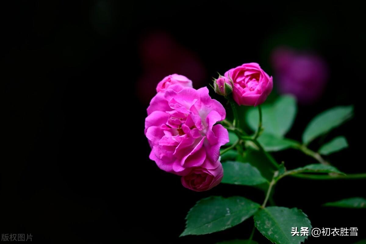 风雨蔷薇，坚韧大气（蔷薇优美古诗词三首）