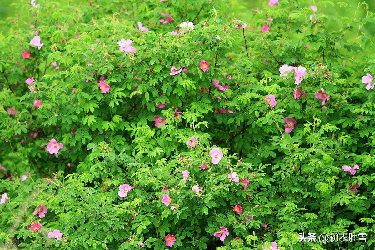 晚春蔷薇花经典诗词五首（燕来枝益软， 蔷薇几度花）