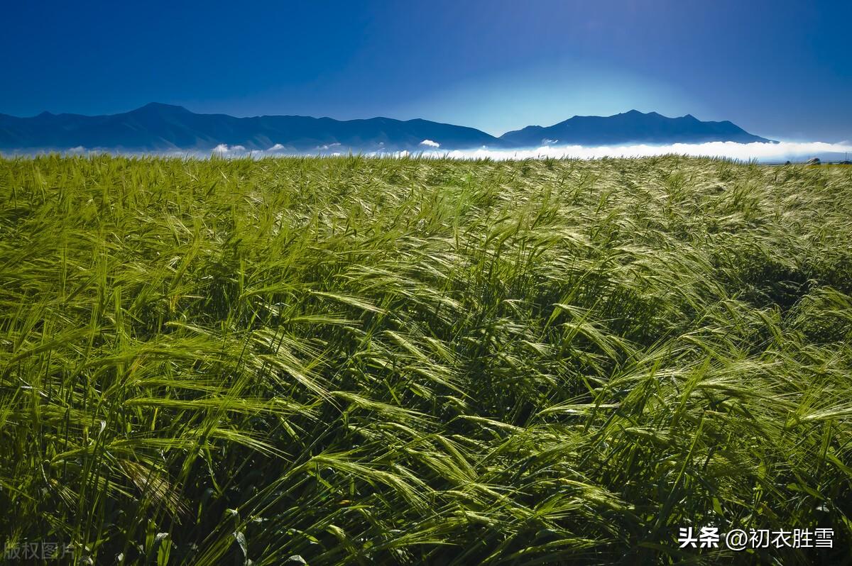 明快晚春唯美诗词五首（水边天际绿成围，阴阴新绿满林梢）