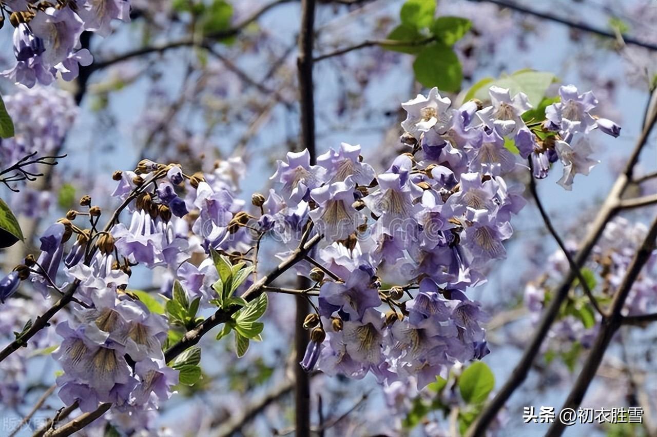 清明节气桐花唯美诗词六首（紫桐花发即清明，桐花覆水葛溪长）