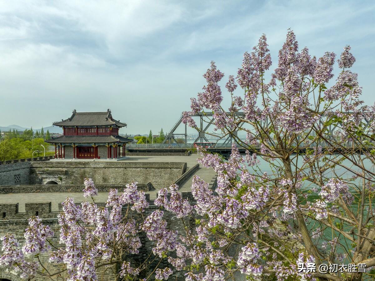 清明节气桐花唯美诗词六首（紫桐花发即清明，桐花覆水葛溪长）