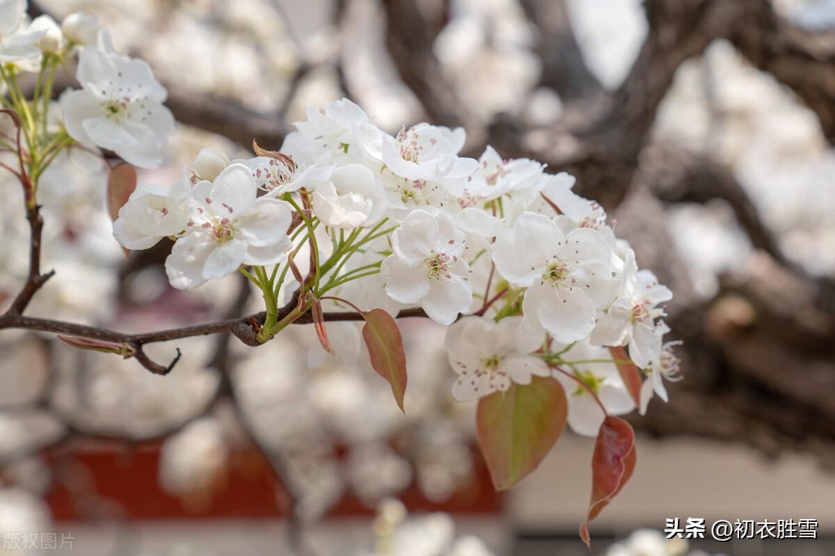 梨花经典诗词古句六首（梨花千树雪，杨叶万条烟）