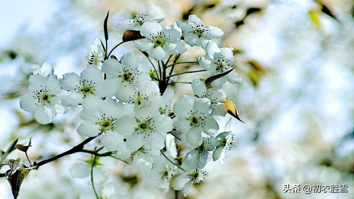 梨花经典诗词古句六首（梨花千树雪，杨叶万条烟）