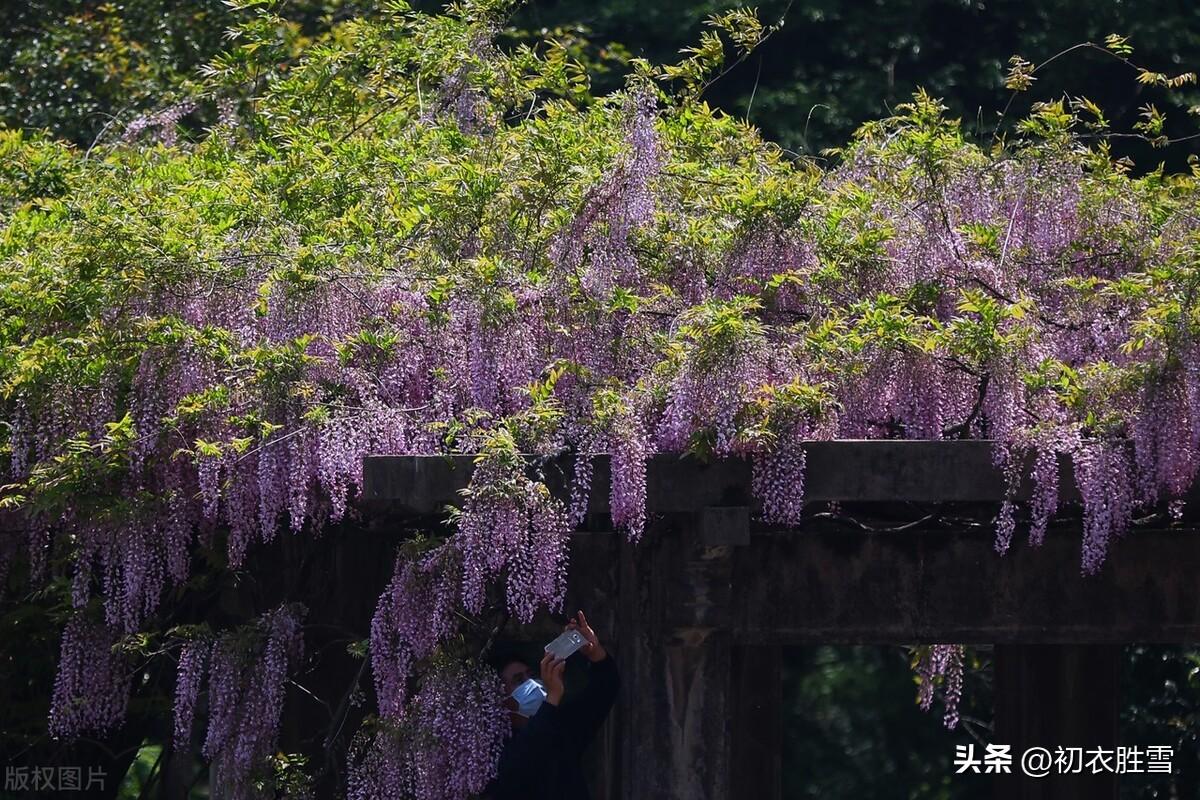 紫藤经典诗词古句推荐（紫藤唯美诗词七首赏析）