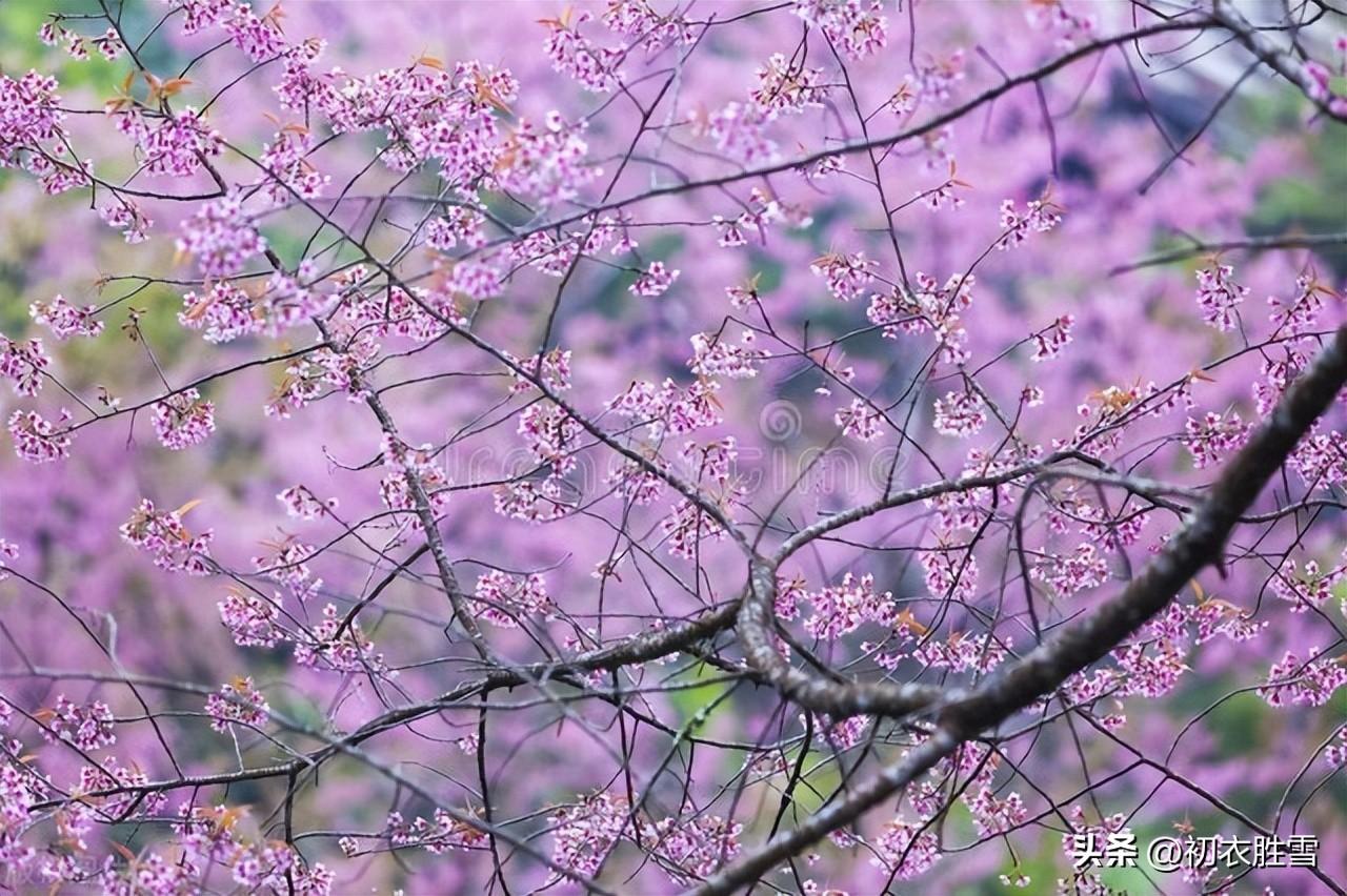 明丽春分优美诗词五首（芳原不觉已春分，桃花红一村）