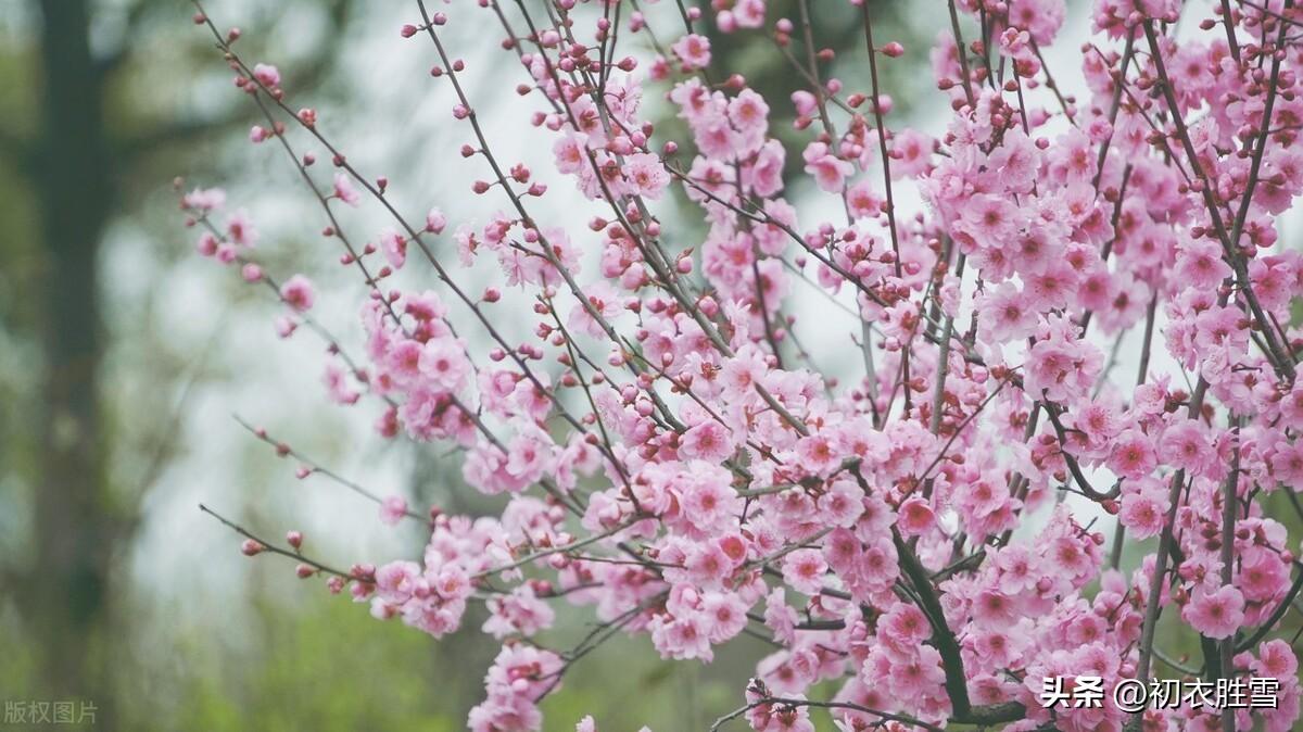 明丽春分优美诗词五首（芳原不觉已春分，桃花红一村）