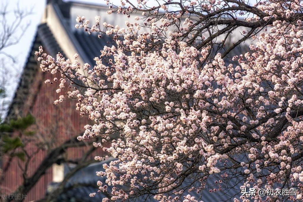 明丽春分优美诗词五首（芳原不觉已春分，桃花红一村）