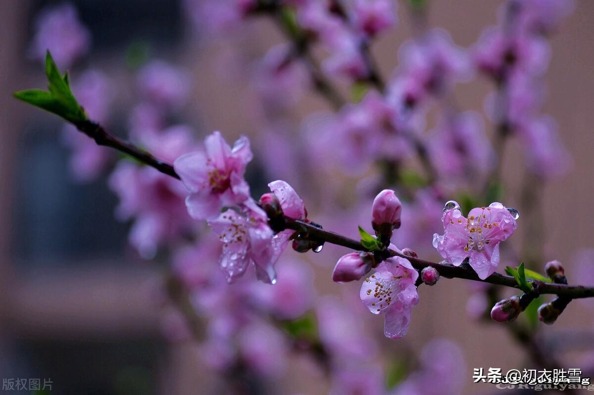 春天经典诗词有哪些（春雨春分经典诗词六首）