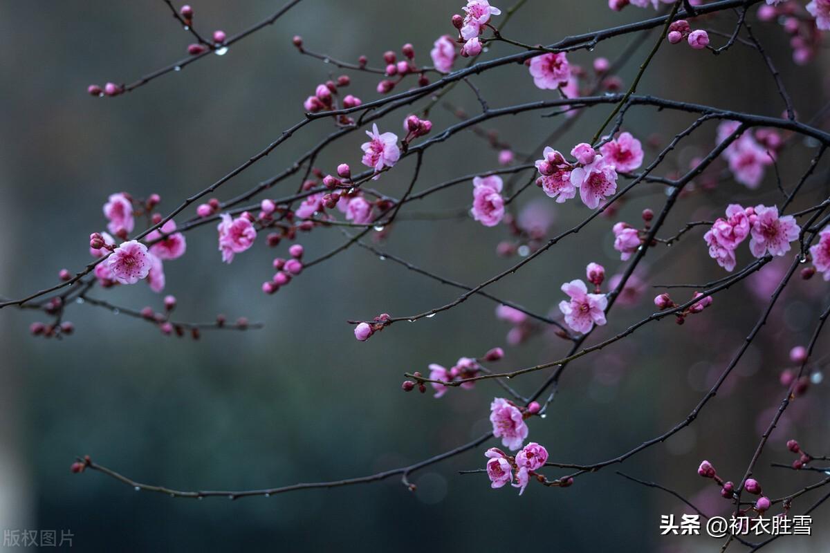 春天经典诗词有哪些（春雨春分经典诗词六首）