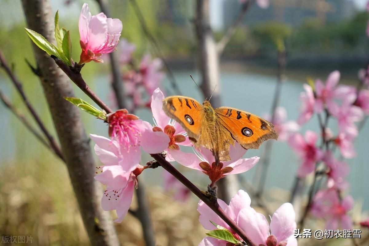 惊蛰唯美古诗大全（良辰美景属今春，惊蛰花朝又春半）