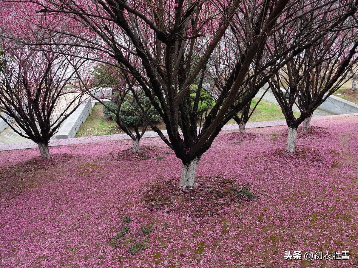 惊蛰唯美古诗大全（良辰美景属今春，惊蛰花朝又春半）