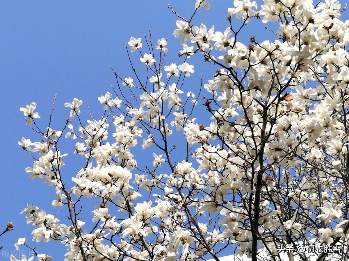 仲春二月花经典诗词六首（二月花堪爱，全开未落时）