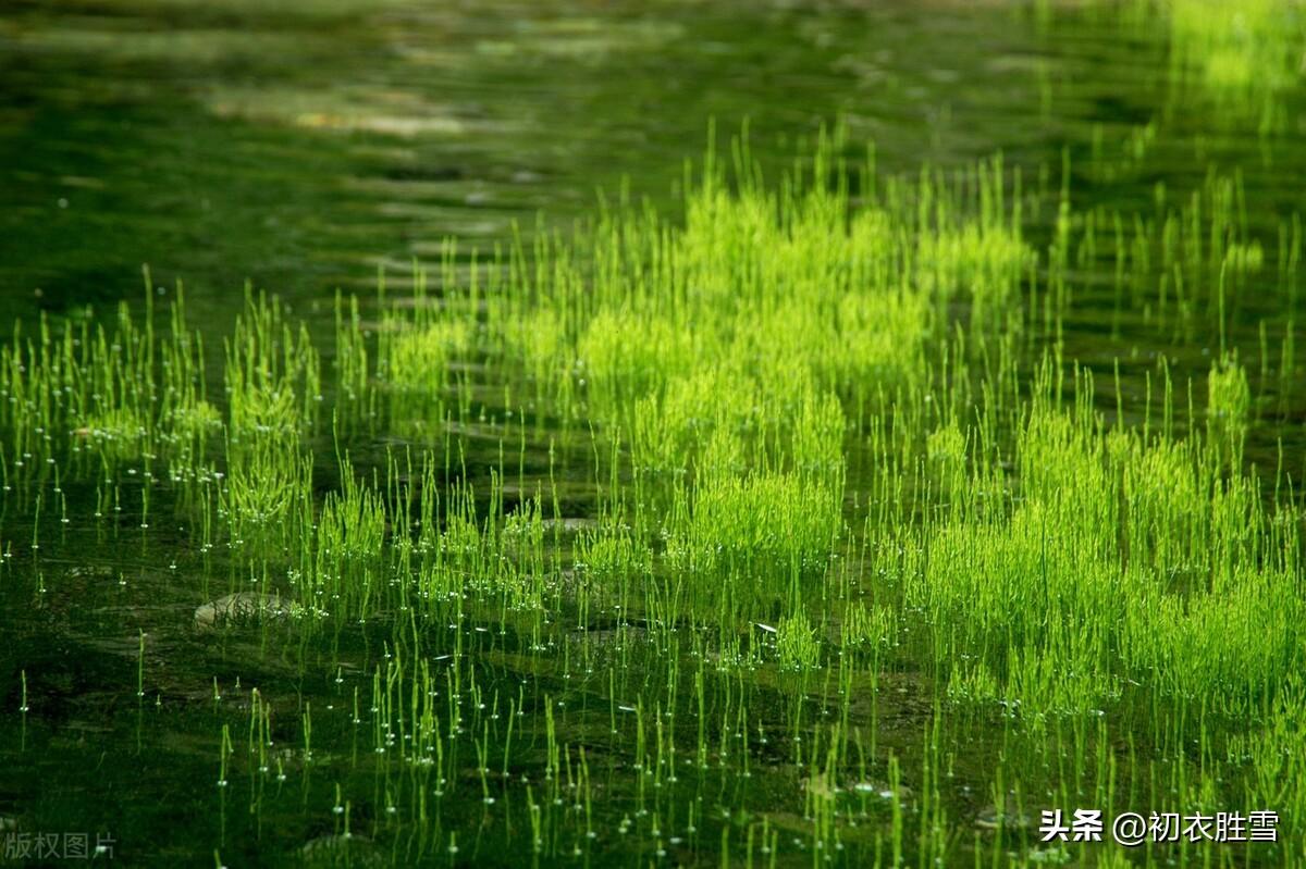 春草萌生唯美诗词六首（山山春草满，何处不相思）