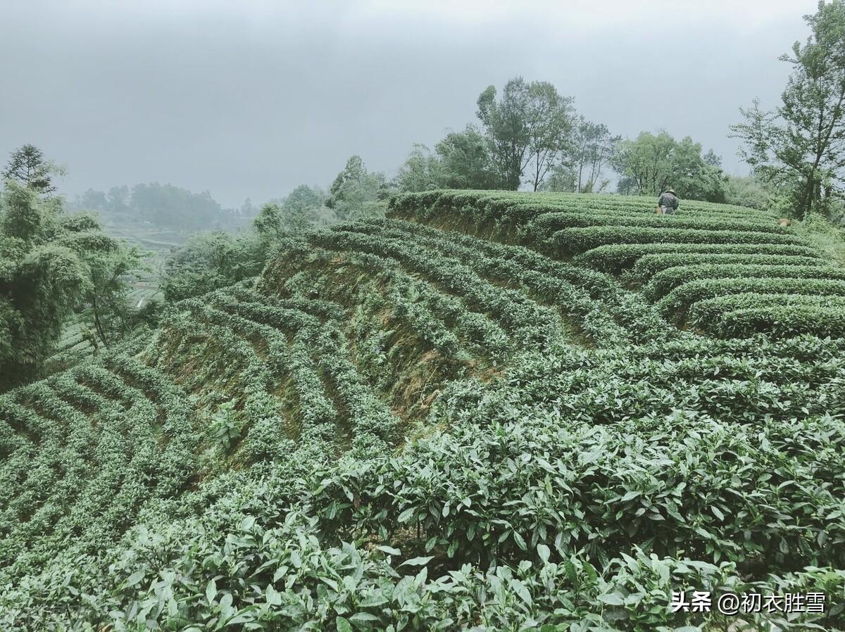 春寒唯美古诗有哪些（春雨春寒古诗七首鉴赏）