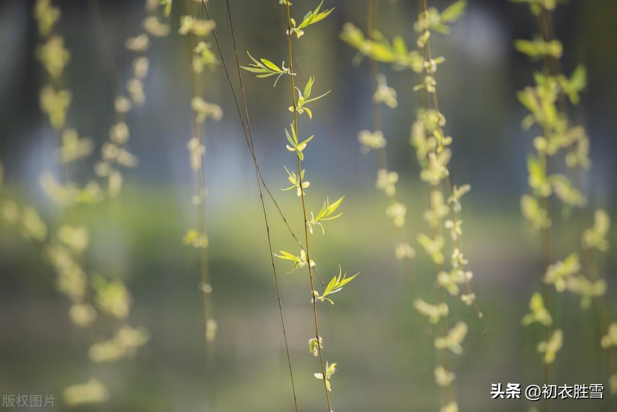 黄柳唯美古诗词大全（早春清新黄柳诗词七首）