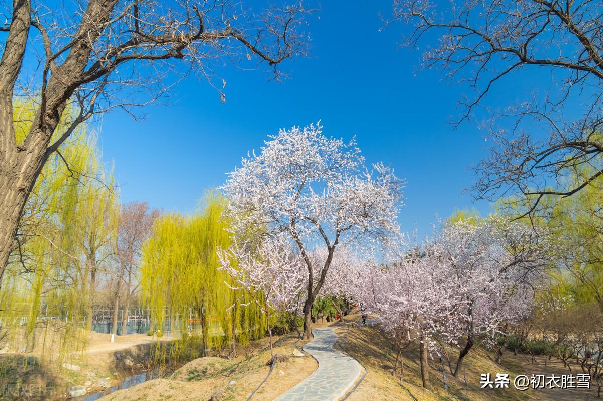 黄柳唯美古诗词大全（早春清新黄柳诗词七首）