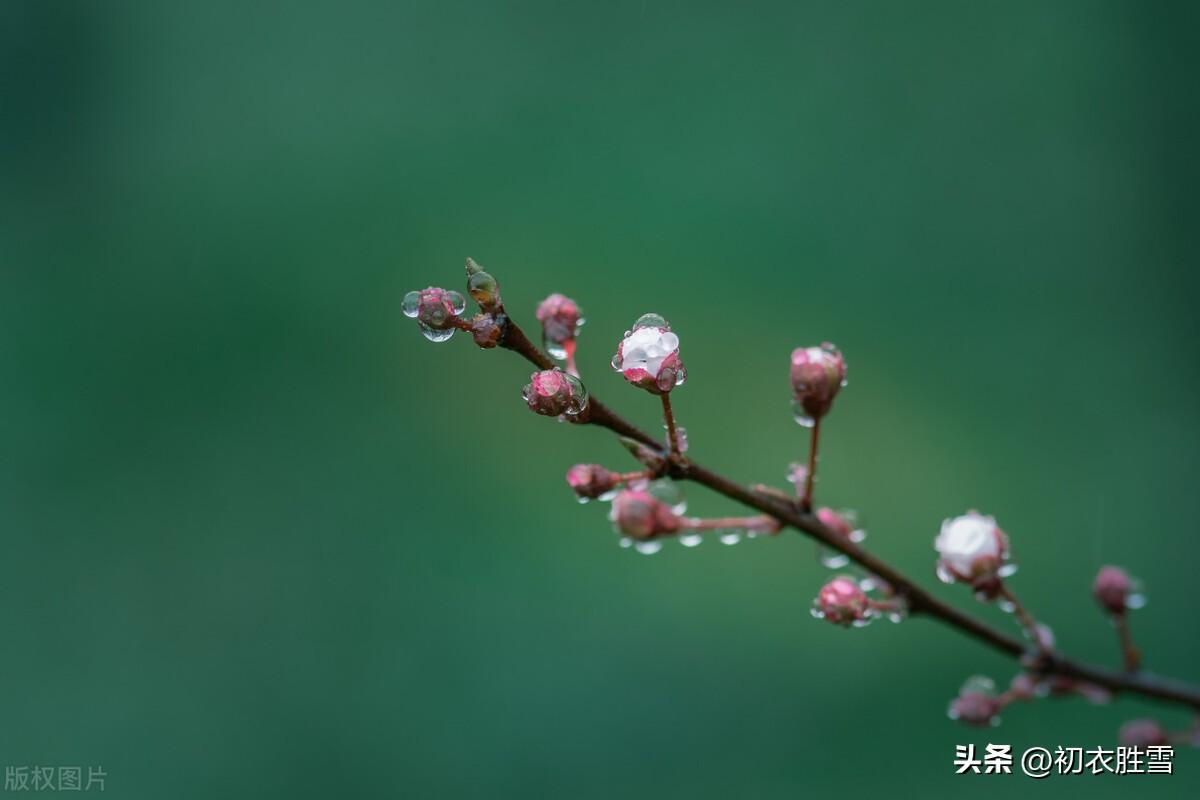 春雨细如丝，万物尽熙熙（雨水节气春雨优美古诗五首）