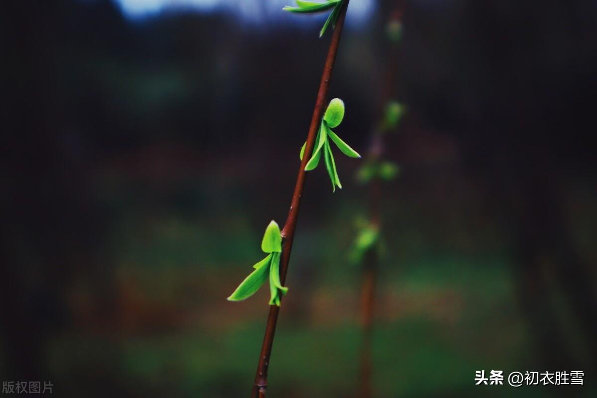 清旷早春诗词四首赏析（江旷春潮白，山长晓岫青）