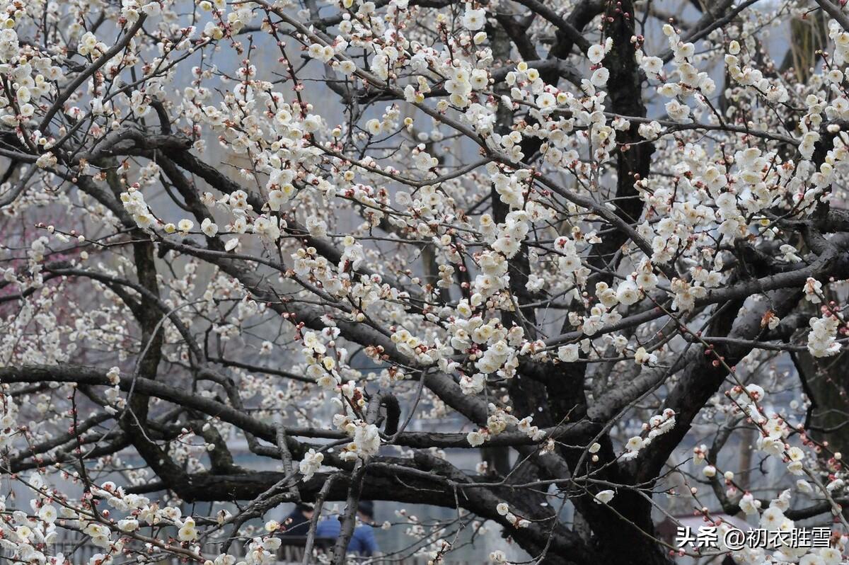 梅花立春唯美古诗（正月梅花盛放诗词七首）