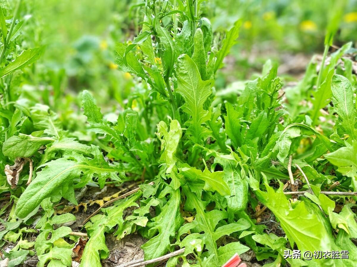 新年早春荠菜诗词六首（荠菜共挑元日雨，城雪初消荠菜生）