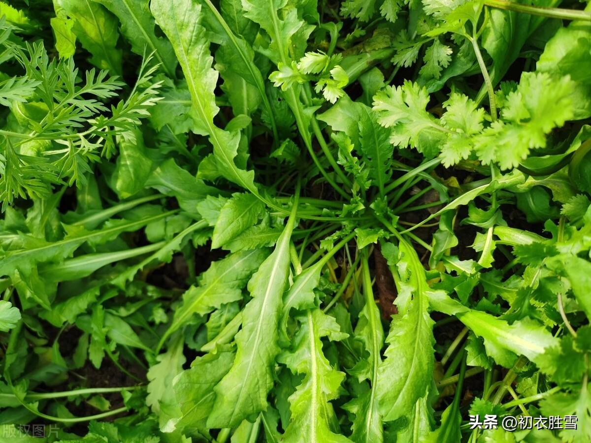 新年早春荠菜诗词六首（荠菜共挑元日雨，城雪初消荠菜生）