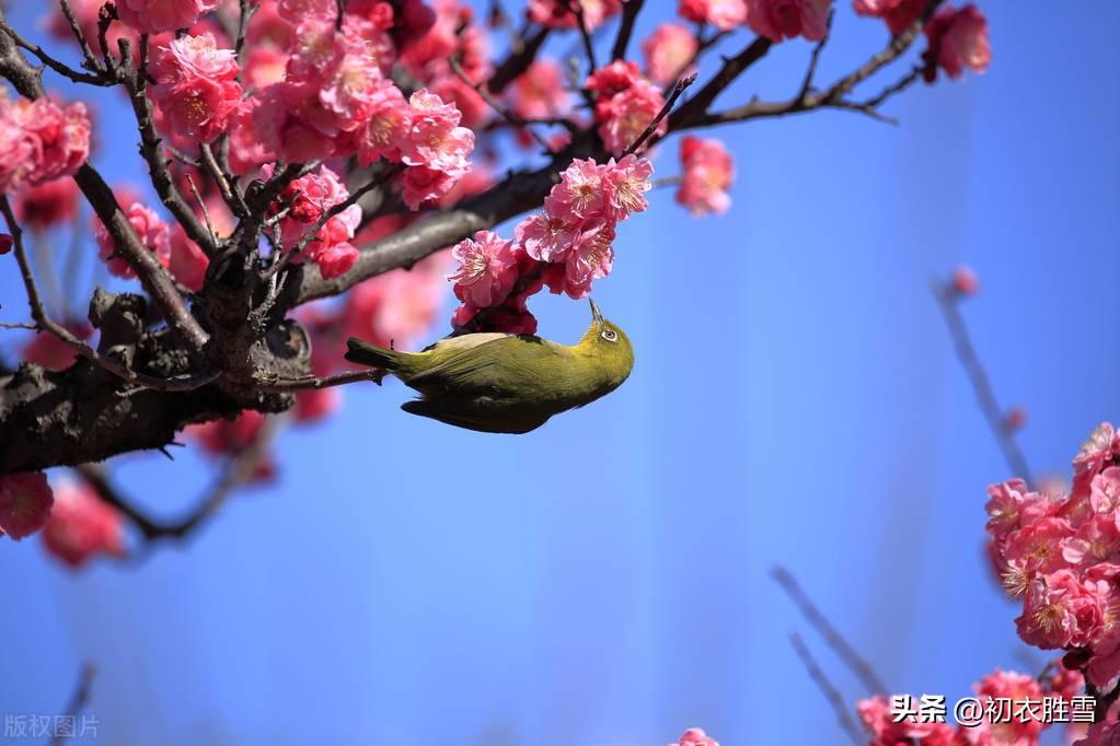 梅花感怀唯美古诗（巡檐索共梅花笑，犹记梅花一笑迎）