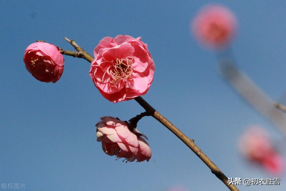 梅花感怀唯美古诗（巡檐索共梅花笑，犹记梅花一笑迎）