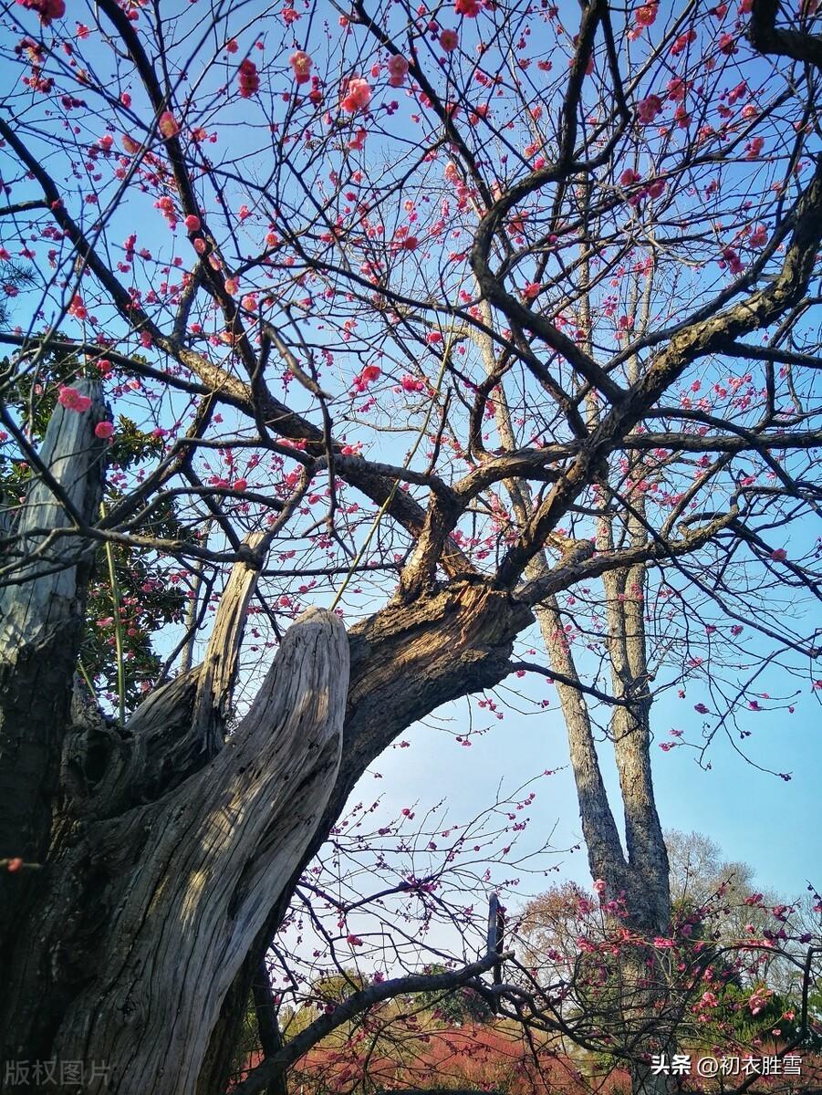 梅花感怀唯美古诗（巡檐索共梅花笑，犹记梅花一笑迎）