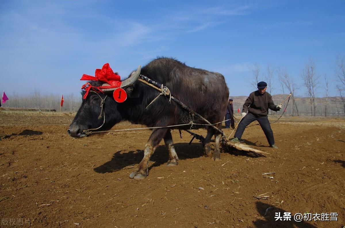 新春唯美古诗有哪些（新年新春古诗七首）