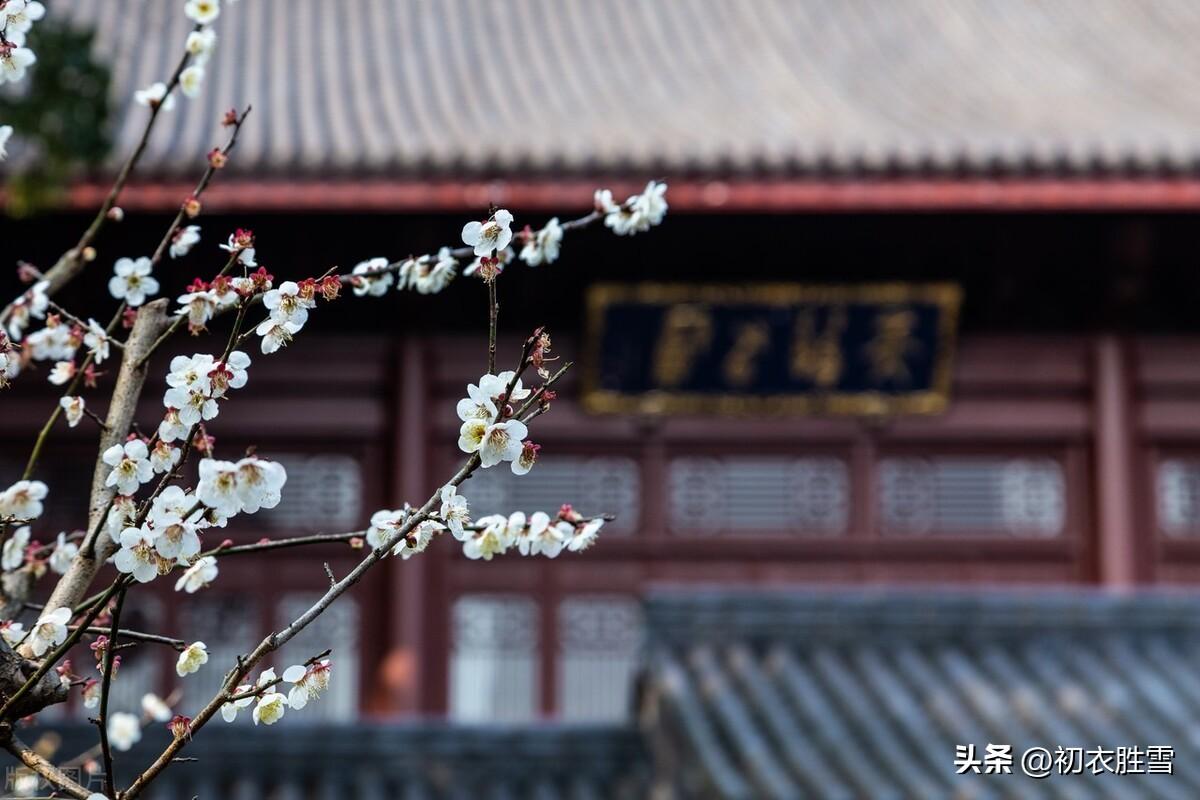 三九严寒何所惧，梅花如雪扑帘旌（经典梅花诗词五首）