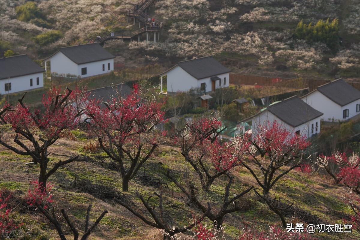 小寒诗词古句摘抄（寒节气梅花五首）