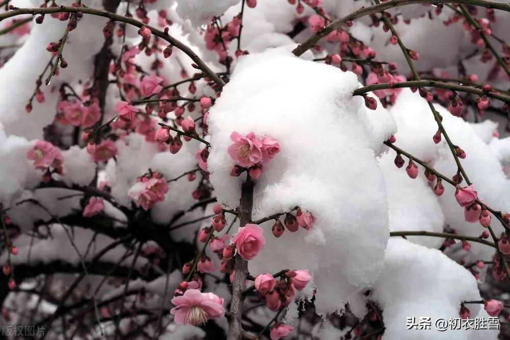 爱梅梅花美诗五首（我被梅花恼几年，直入梅花影里眠）