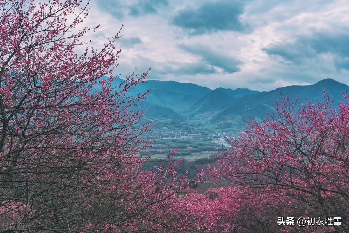 爱梅梅花美诗五首（我被梅花恼几年，直入梅花影里眠）