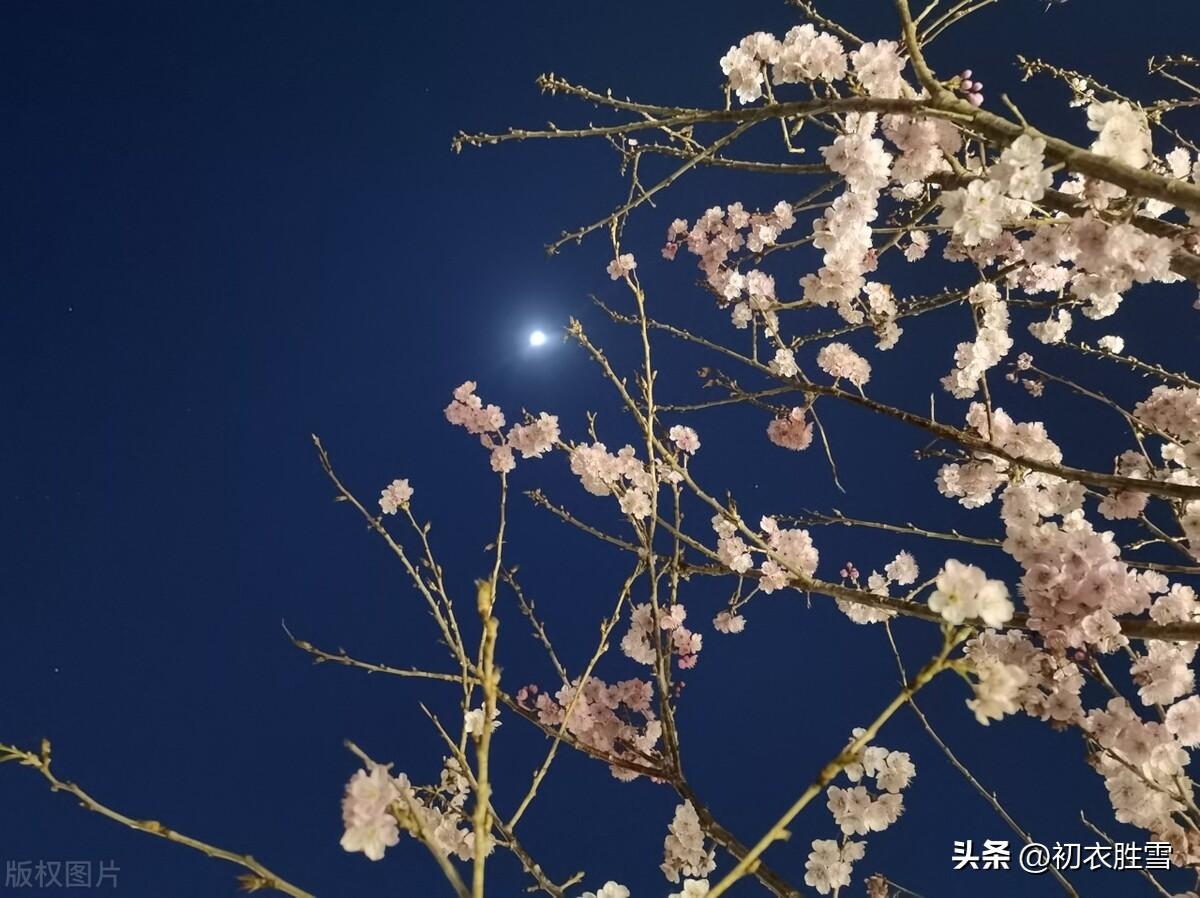 爱梅梅花美诗五首（我被梅花恼几年，直入梅花影里眠）