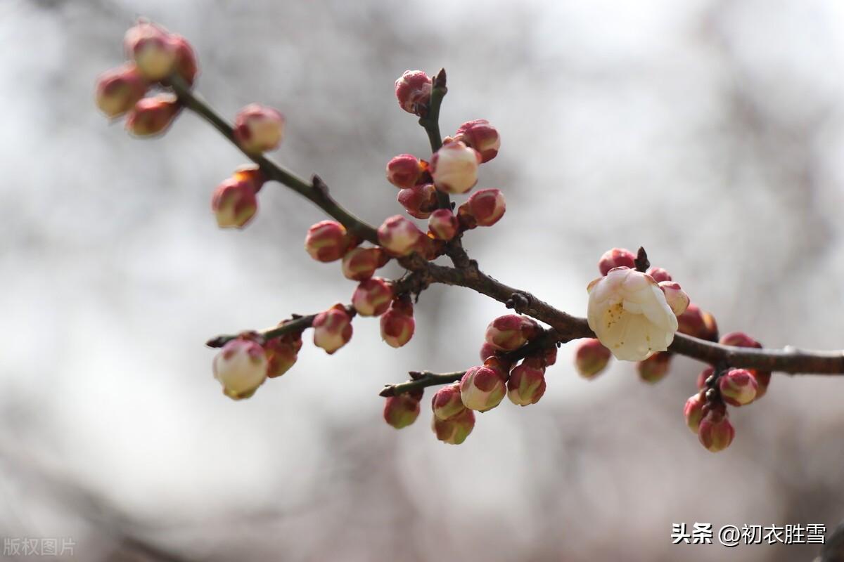 杜甫诗词古句精选（冬至阳生春又来，冬至与爱国）