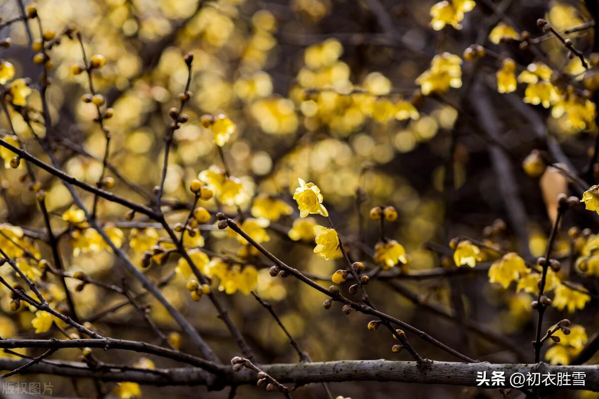 腊梅诗词古句摘抄（腊月腊梅唯美六首）