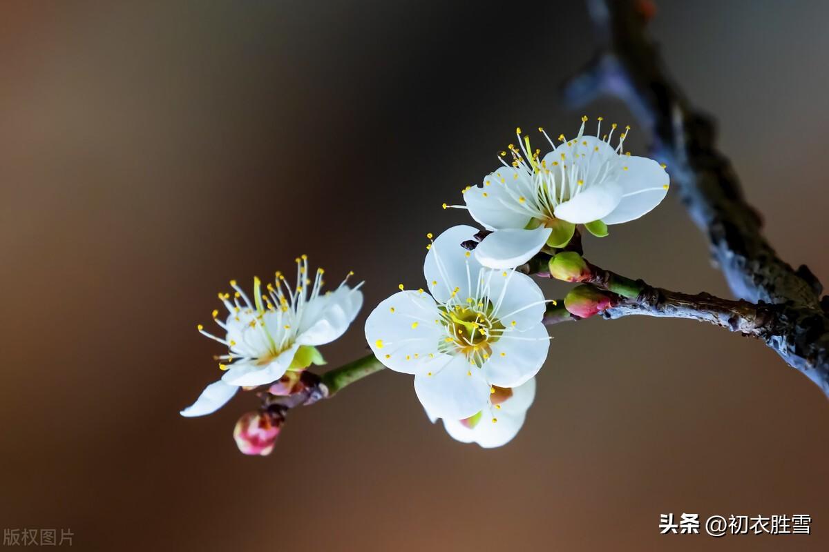 冬至梅花五首诗词名句（黄鸟喧冬至，梅花盛小年）