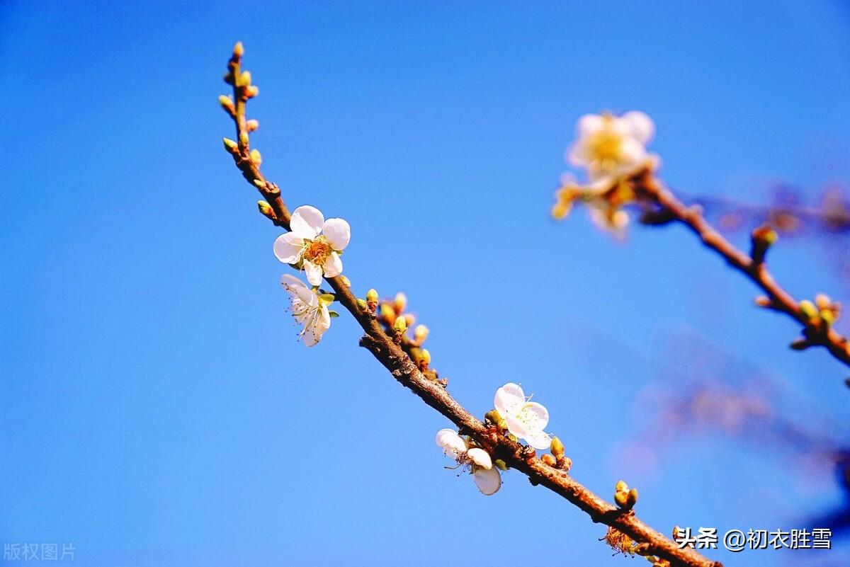 仲冬小至经典古诗五首（至日将添线，梅梢破玉无）