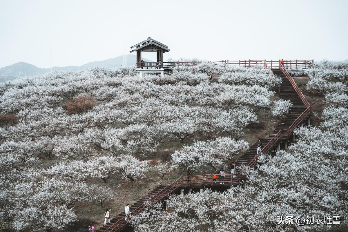 梅花诗词古句精选（梅花开易落，白雪长到门）