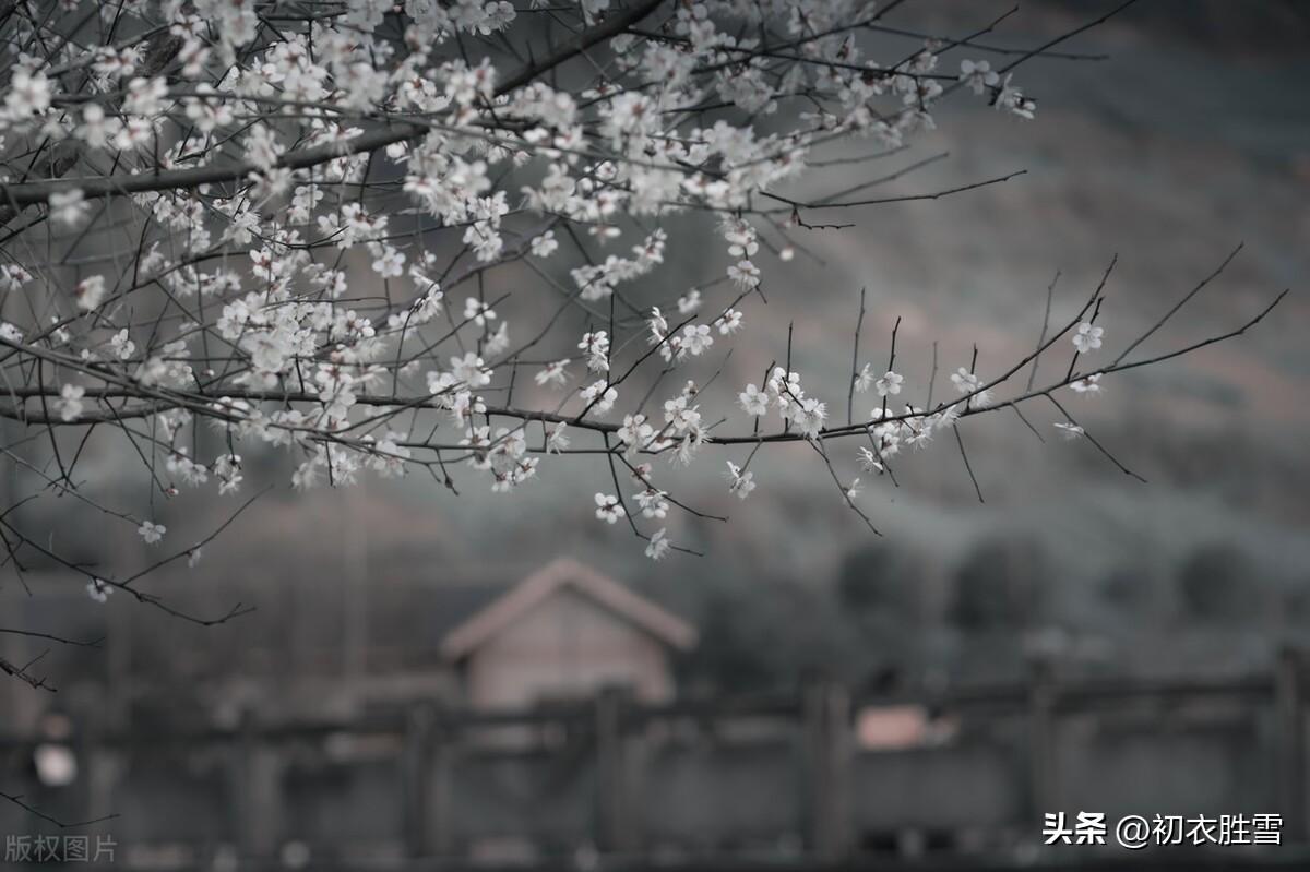 梅花诗词古句精选（梅花开易落，白雪长到门）