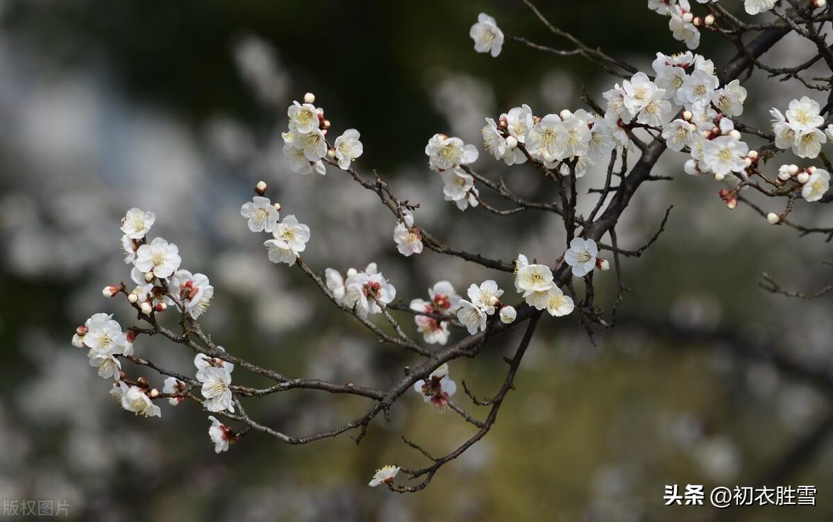 梅花诗词古句精选（梅花开易落，白雪长到门）