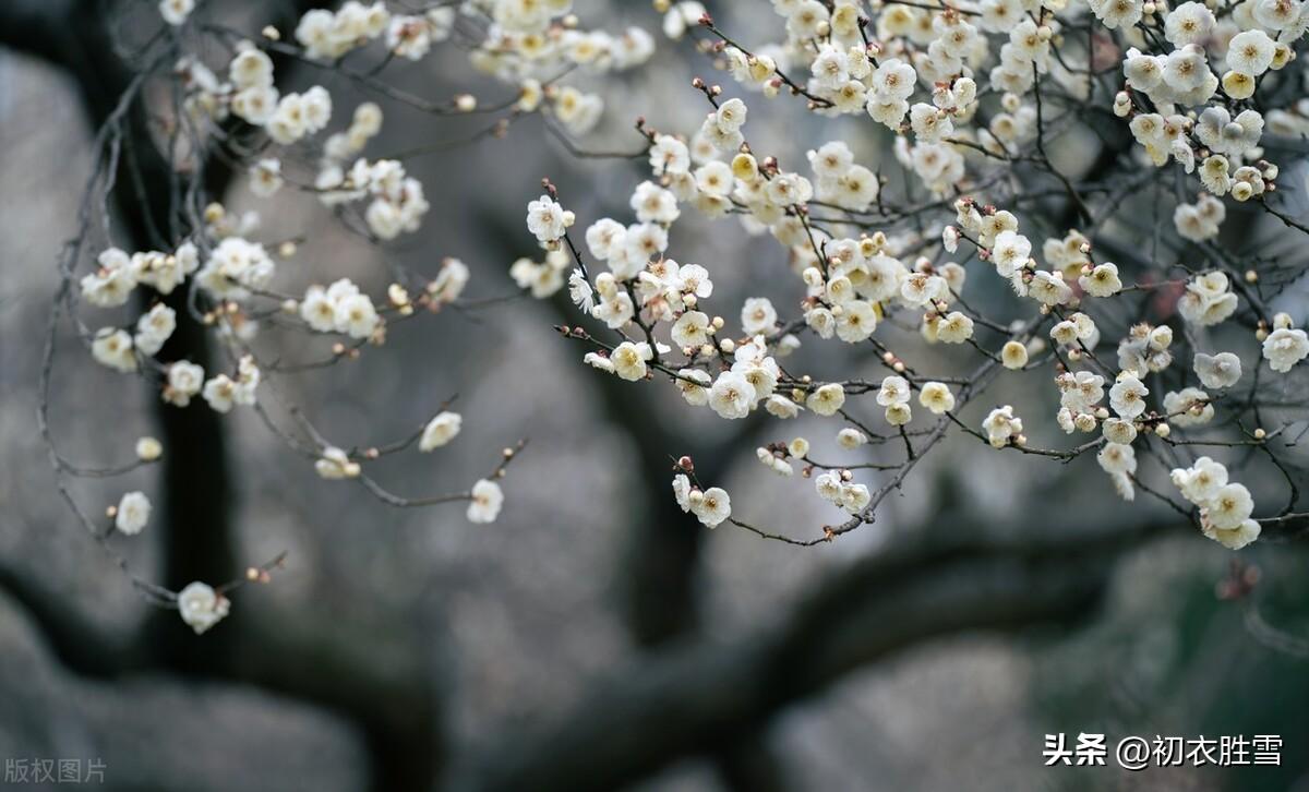 梅花诗词古句精选（梅花开易落，白雪长到门）