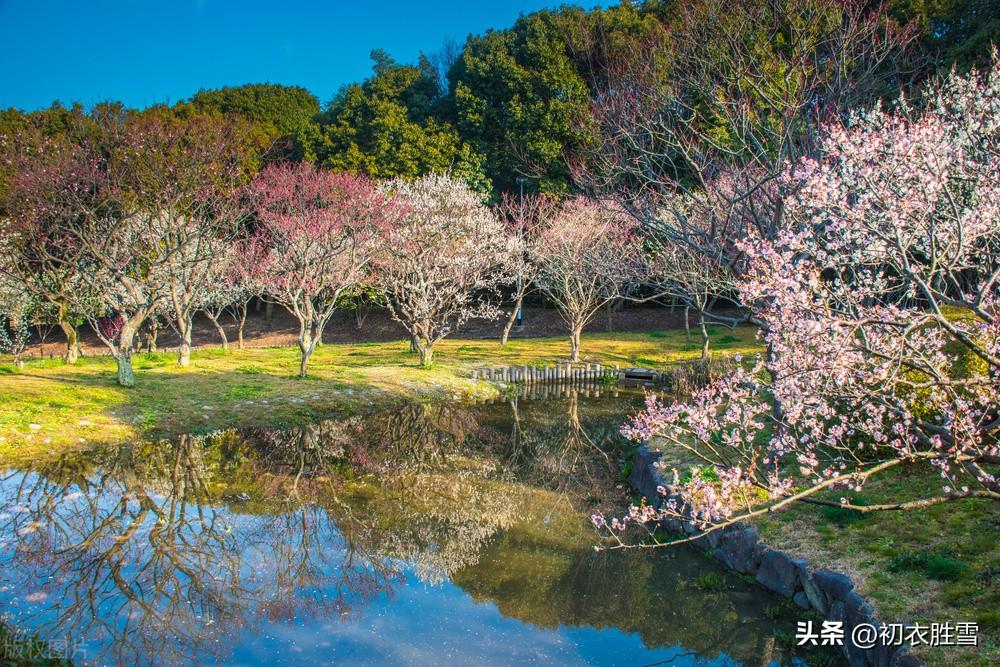 仲冬早梅古诗五首赏析（方于雪中种，便向雪中开）