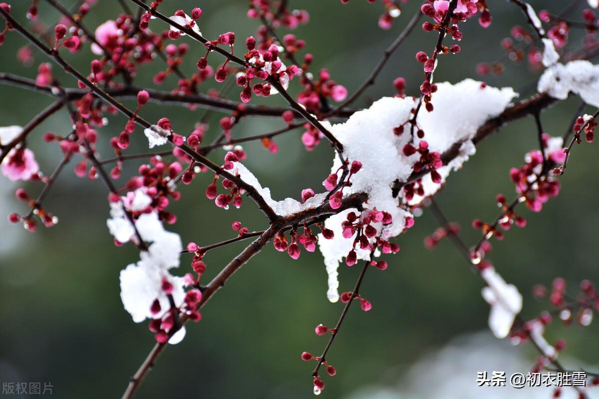 仲冬早梅古诗五首赏析（方于雪中种，便向雪中开）