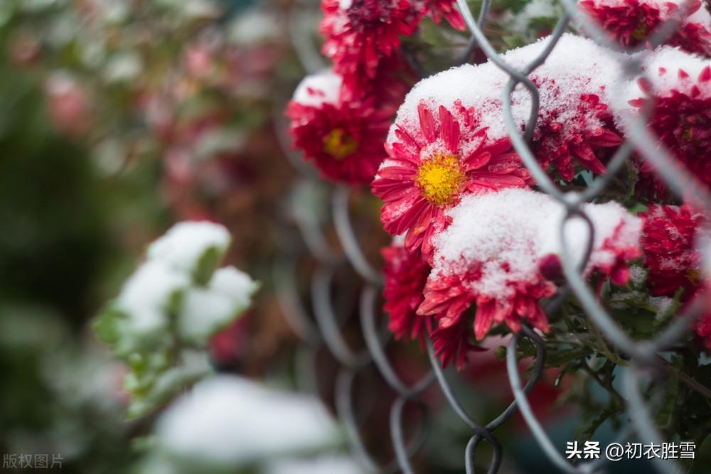 冬菊诗词古句大全（雪中冬菊五首唯美诗词）